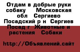 Отдам в добрые руки собаку.  - Московская обл., Сергиево-Посадский р-н, Сергиев Посад г. Животные и растения » Собаки   